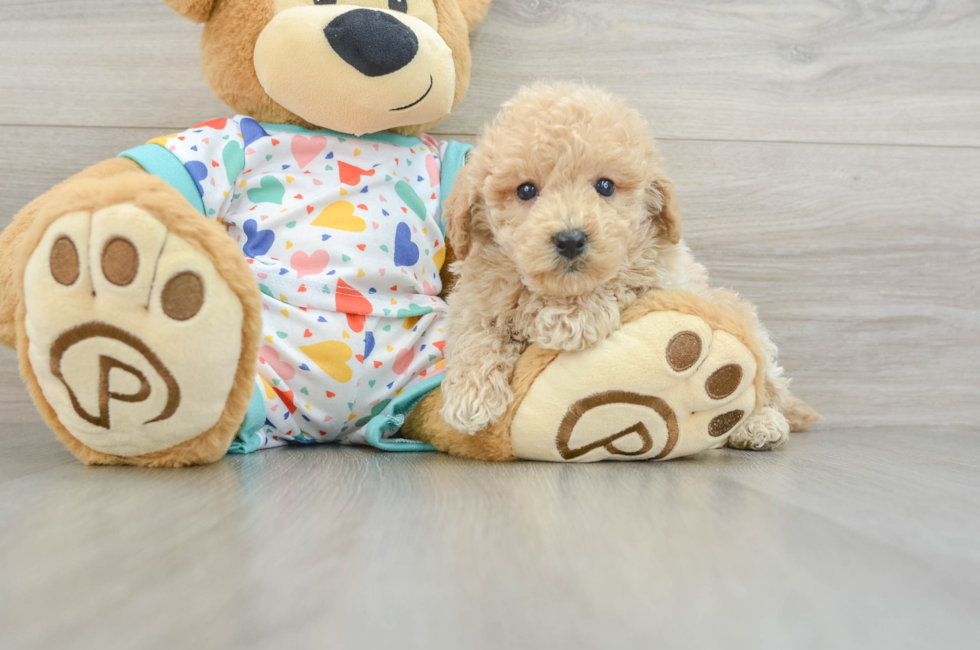 6 week old Poochon Puppy For Sale - Lone Star Pups