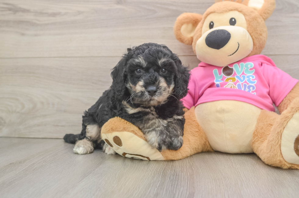 6 week old Poochon Puppy For Sale - Lone Star Pups