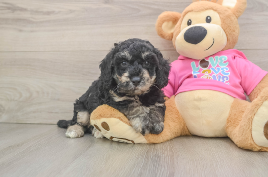 Energetic Bichpoo Poodle Mix Puppy