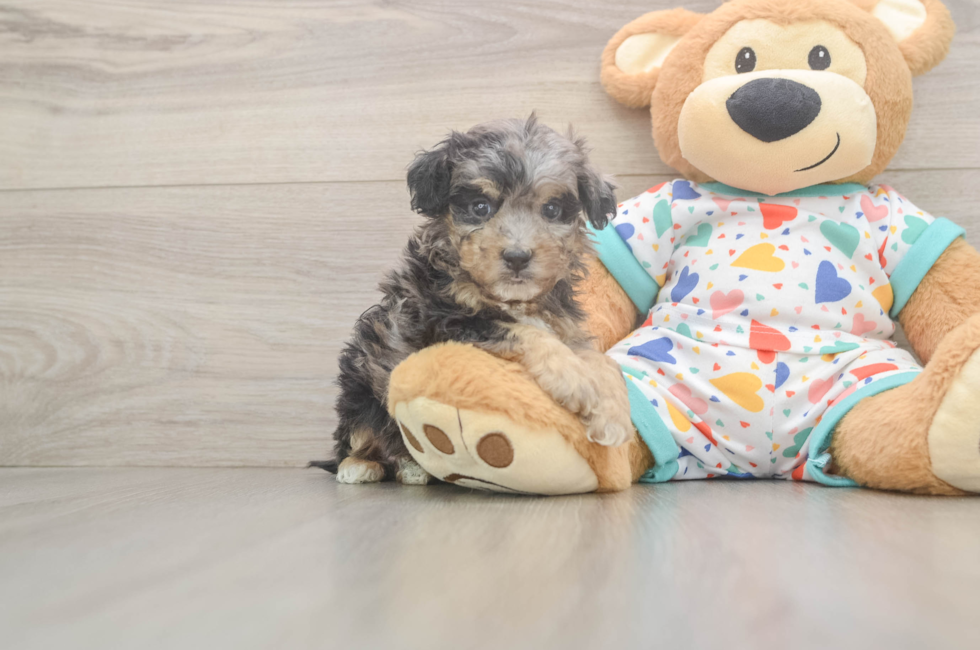 5 week old Poochon Puppy For Sale - Lone Star Pups