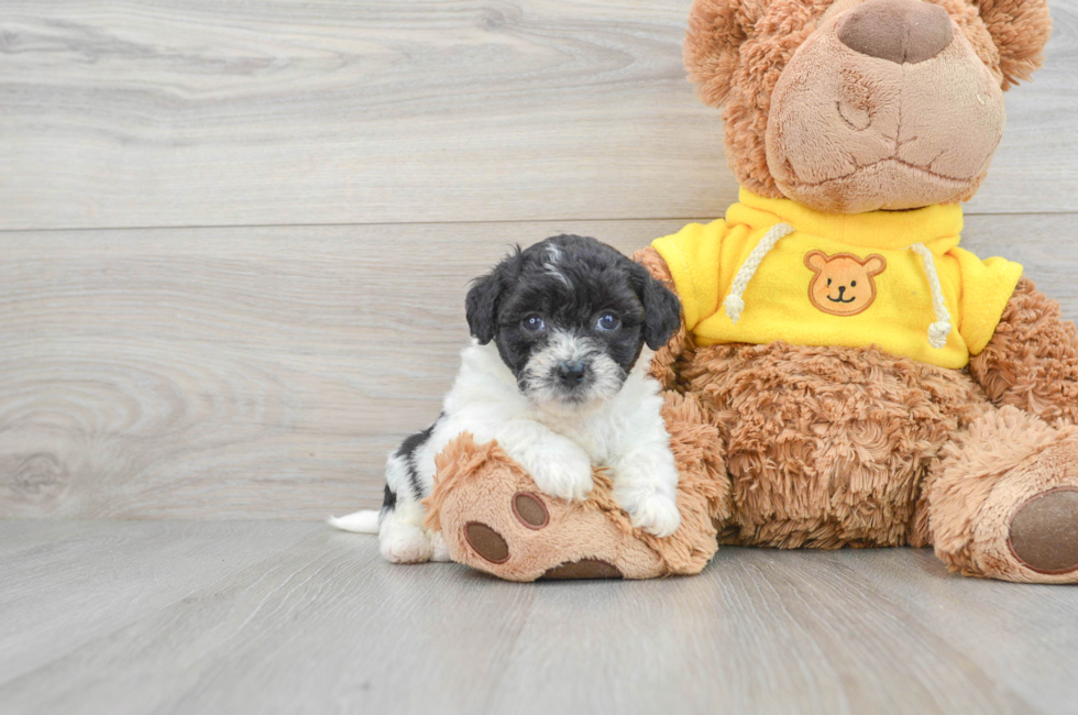 5 week old Poochon Puppy For Sale - Lone Star Pups