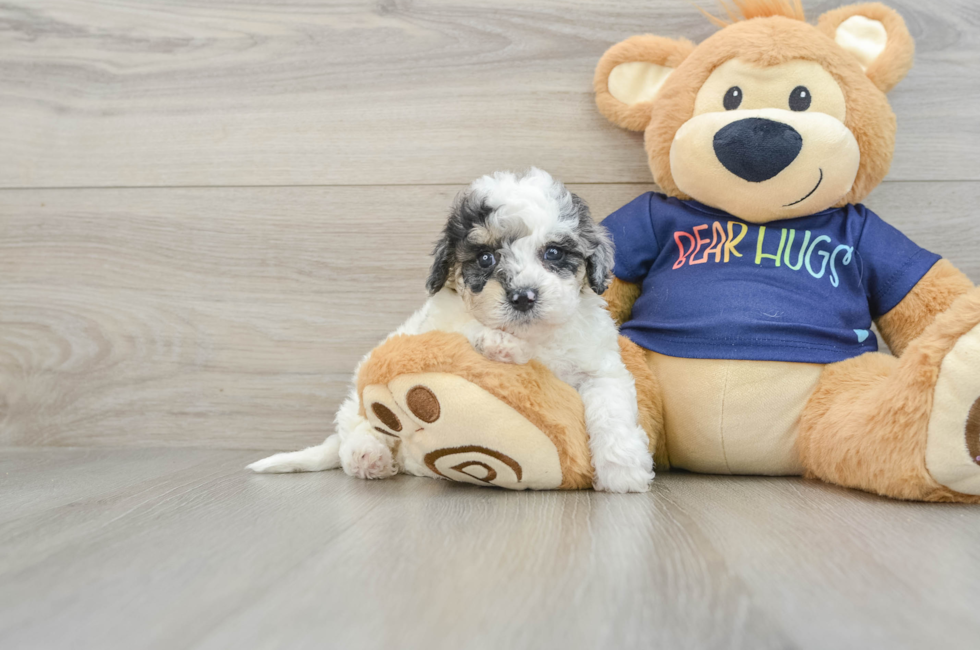 6 week old Poochon Puppy For Sale - Lone Star Pups