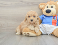 7 week old Poochon Puppy For Sale - Lone Star Pups