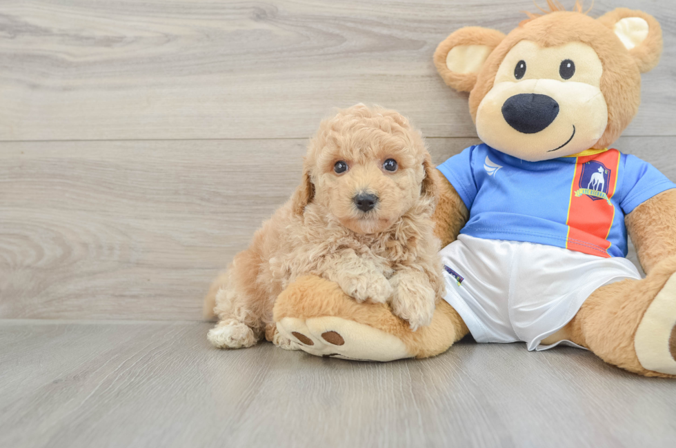 6 week old Poochon Puppy For Sale - Lone Star Pups