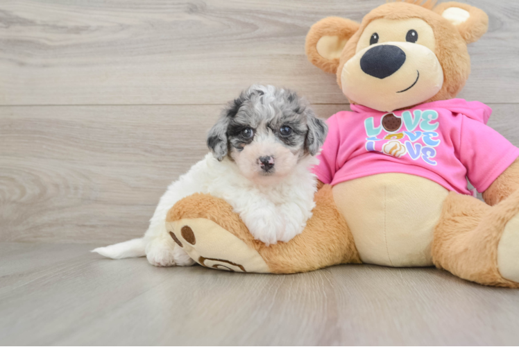 Friendly Poochon Baby