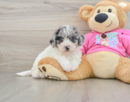 7 week old Poochon Puppy For Sale - Lone Star Pups