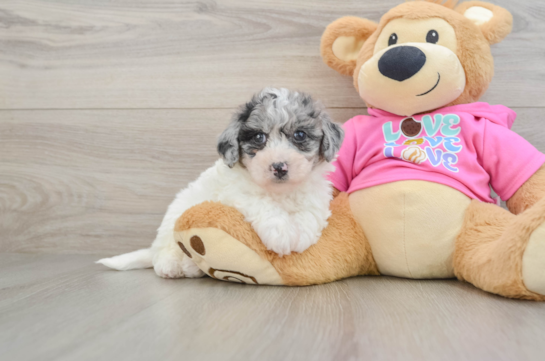 Friendly Poochon Baby