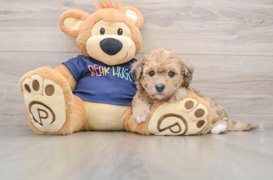 Hypoallergenic Bichpoo Poodle Mix Puppy