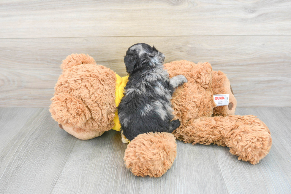 Poochon Pup Being Cute