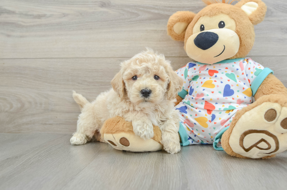 6 week old Poochon Puppy For Sale - Lone Star Pups