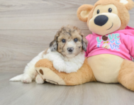 7 week old Poochon Puppy For Sale - Lone Star Pups