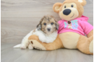 Poochon Pup Being Cute