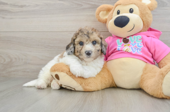 Poochon Pup Being Cute