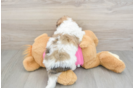 Energetic Bichpoo Poodle Mix Puppy