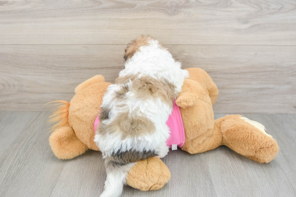 Energetic Bichpoo Poodle Mix Puppy