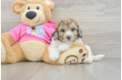 Adorable Bichpoo Poodle Mix Puppy