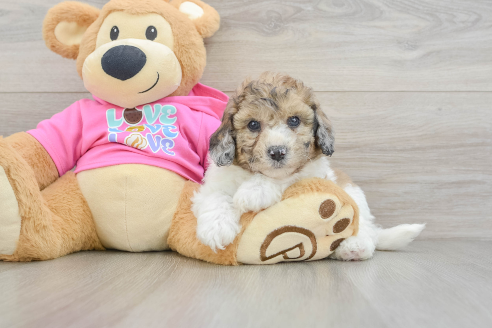 Adorable Bichpoo Poodle Mix Puppy