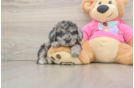 Poochon Puppy for Adoption