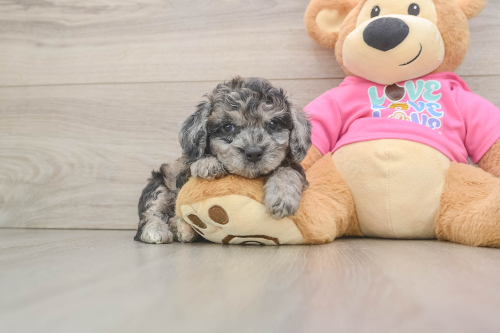Poochon Puppy for Adoption