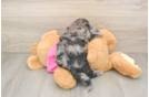 Small Poochon Baby
