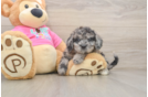 Happy Poochon Baby