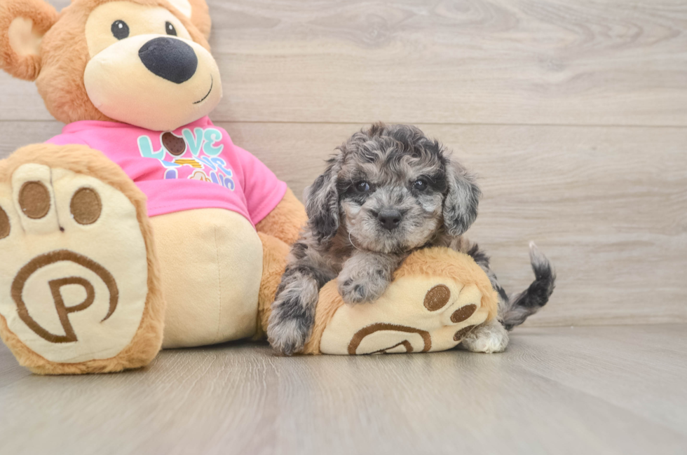 6 week old Poochon Puppy For Sale - Lone Star Pups