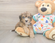 8 week old Poochon Puppy For Sale - Lone Star Pups