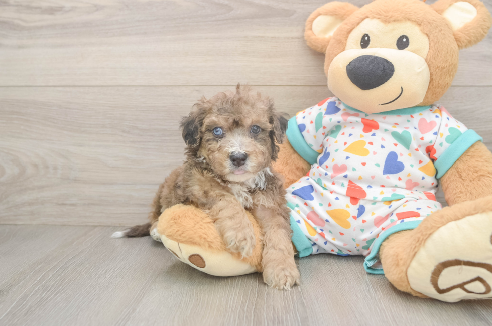 5 week old Poochon Puppy For Sale - Lone Star Pups