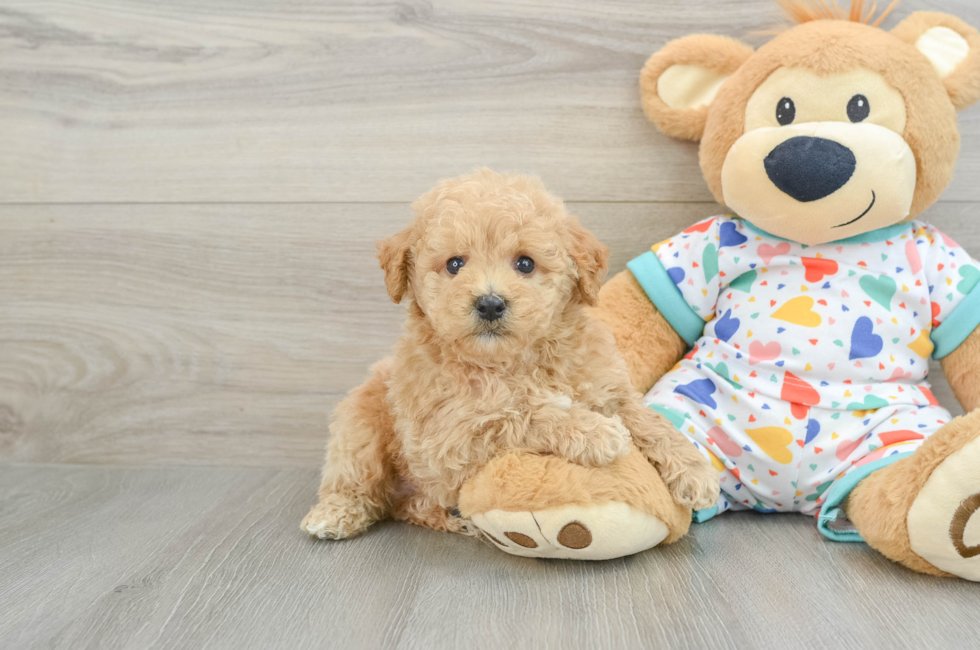 6 week old Poochon Puppy For Sale - Lone Star Pups