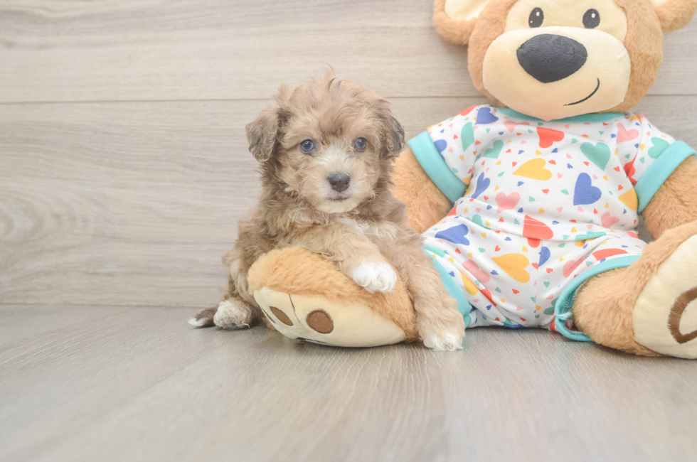 5 week old Poochon Puppy For Sale - Lone Star Pups
