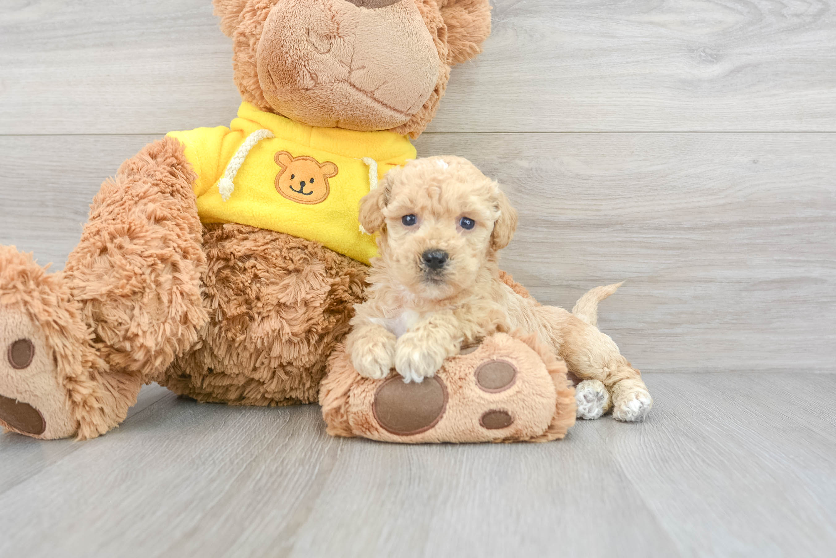 Poochon teddy sales bear dog