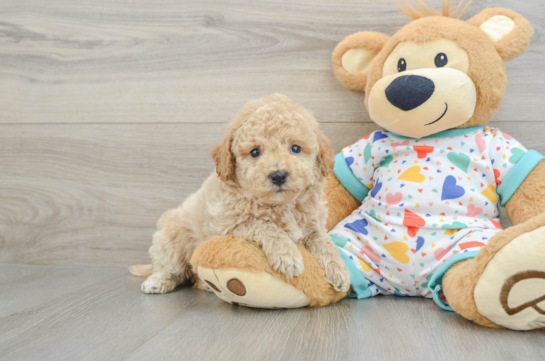 Popular Poochon Poodle Mix Pup