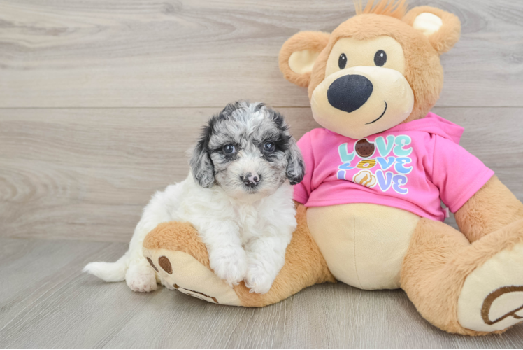 Poochon Puppy for Adoption