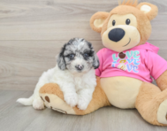 7 week old Poochon Puppy For Sale - Lone Star Pups