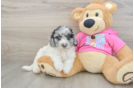 Poochon Puppy for Adoption