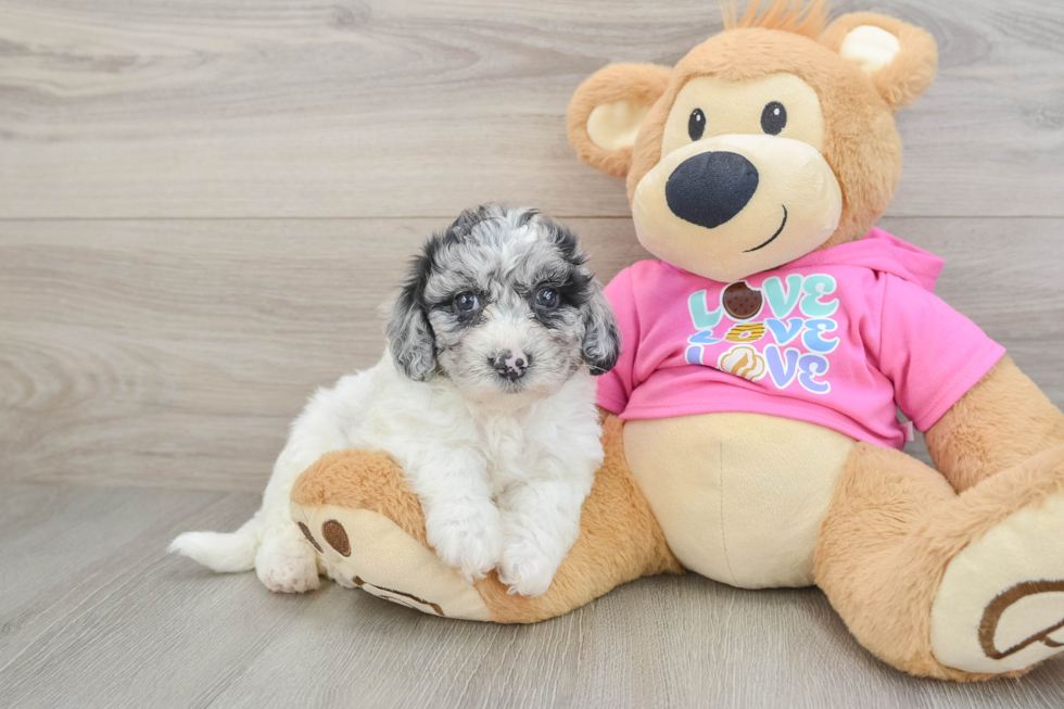 Poochon Puppy for Adoption