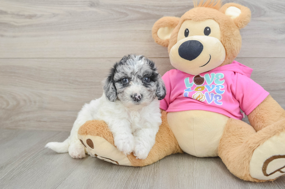 5 week old Poochon Puppy For Sale - Lone Star Pups