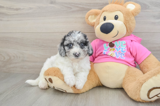 Poochon Puppy for Adoption