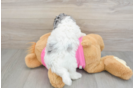 Poochon Pup Being Cute
