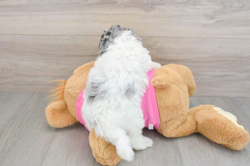 Poochon Pup Being Cute