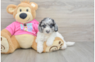Cute Poochon Baby