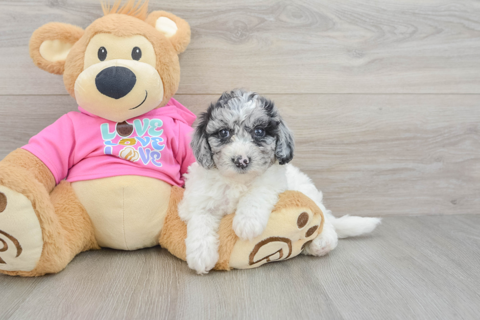 Cute Poochon Baby