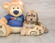 6 week old Poochon Puppy For Sale - Lone Star Pups