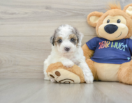 6 week old Poochon Puppy For Sale - Lone Star Pups