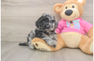 Petite Poochon Poodle Mix Pup