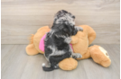 Petite Poochon Poodle Mix Pup