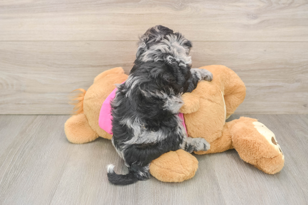 Petite Poochon Poodle Mix Pup