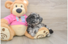 Poochon Puppy for Adoption