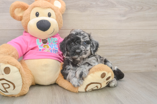 Poochon Puppy for Adoption