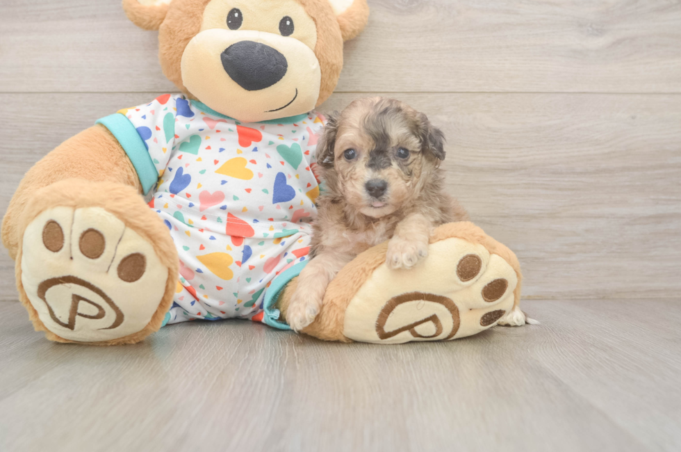 5 week old Poochon Puppy For Sale - Lone Star Pups